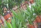 Bilbulplant-nursery-10.jpg; ?>