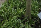 Bilbulplant-nursery-23.jpg; ?>